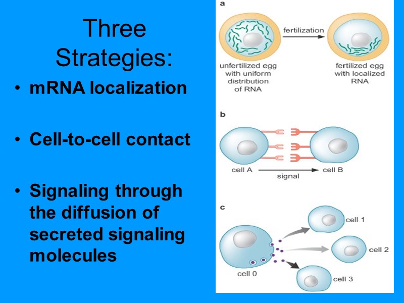 Three Strategies: mRNA localization Cell-to-cell contact Signaling through the diffusion of secreted Three Strategies: mRNA localization Cell-to-cell contact Signaling through the diffusion of secreted